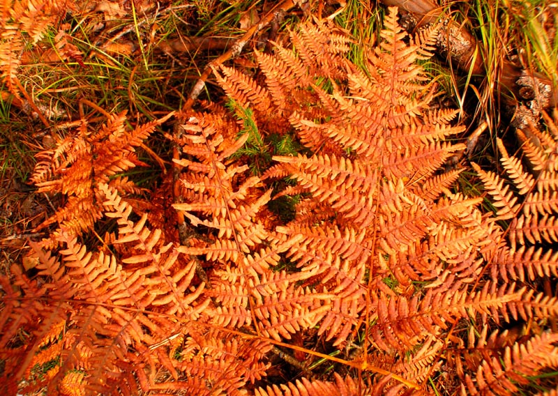 Czechia - trekking in Kokořínsko 05