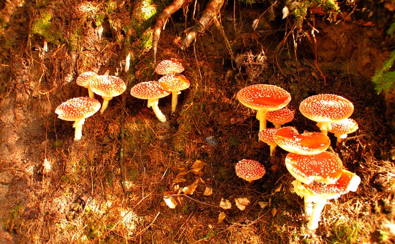 Czechia - trekking in Kokořínsko 09