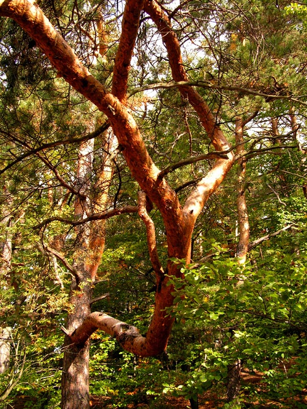 Czechia - trekking in Kokořínsko 48