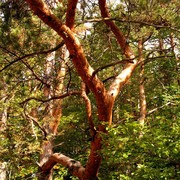 Czechia - trekking in Kokořínsko 48