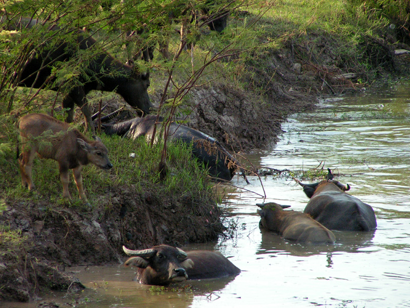 Thailand - water buffalos in Ayuthaya