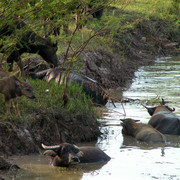 Thailand - water buffalos in Ayuthaya