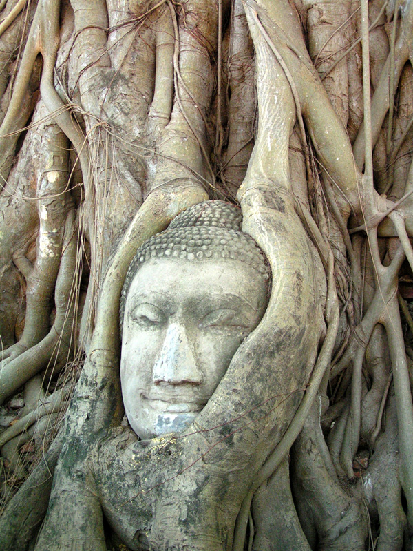 Thailand - Ayutthaya - Buddha Head in a Tree