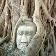 Thailand - Ayutthaya - Buddha Head in a Tree