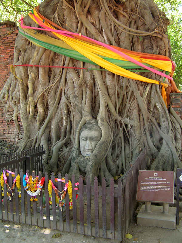 Thailand - Ayutthaya - Wat Mahathat - Buddha Head in a Tree