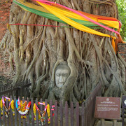 Thailand - Ayutthaya - Wat Mahathat - Buddha Head in a Tree