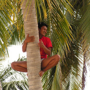 Thailand - a palm climber in Koh Phi Phi 01