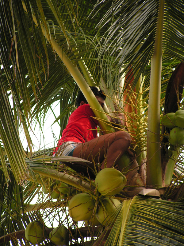 Thailand - a palm climber in Koh Phi Phi 02