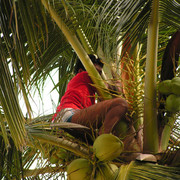 Thailand - a palm climber in Koh Phi Phi 02