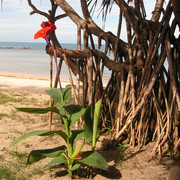 Thailand - Koh Lanta 10