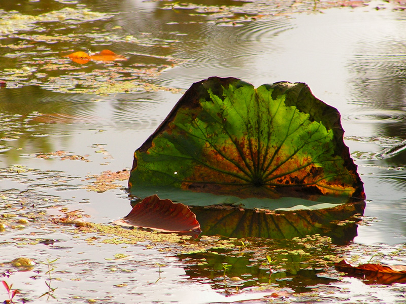 Cambodia - a waterlily