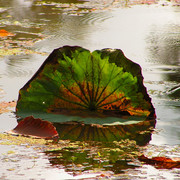 Cambodia - a waterlily