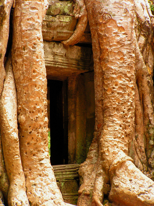 Cambodia - Ta Prohm Temple 01
