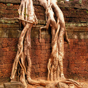 Cambodia - Ta Prohm Temple 03