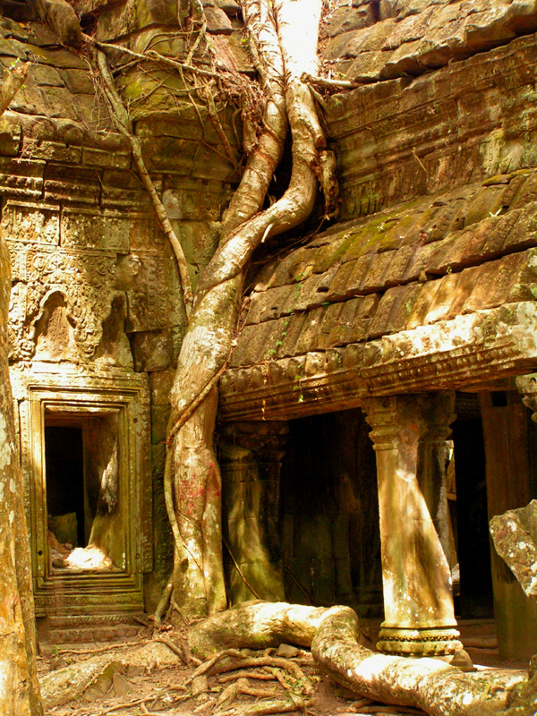 Cambodia - Ta Prohm Temple 04