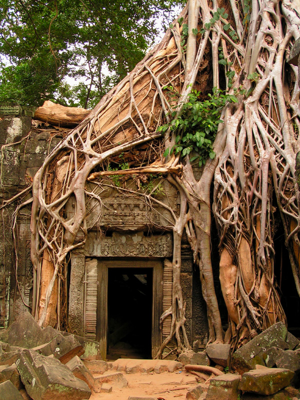 Cambodia - Ta Prohm Temple 05