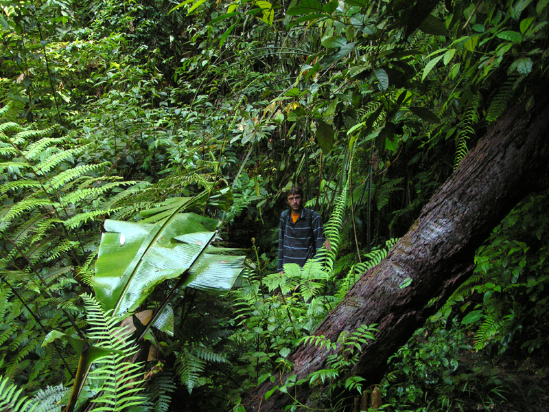 Malaysia - jungle trekking in Cameron Highlands 01