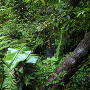 Malaysia - jungle trekking in Cameron Highlands 01