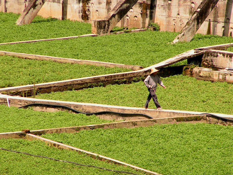 Malaysia - plantations in Cameron Highlands