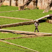 Malaysia - plantations in Cameron Highlands