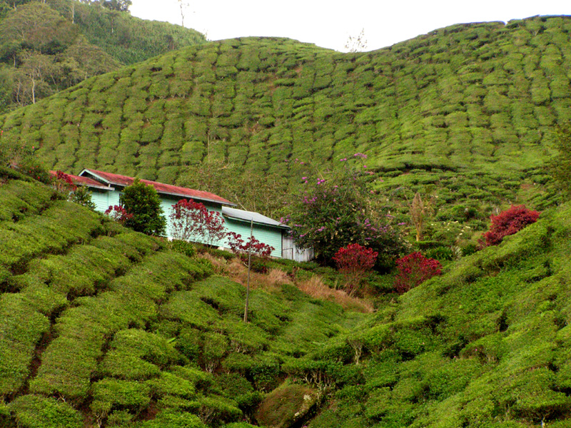 Malaysia - tea plantations in Cameron Highlands 01