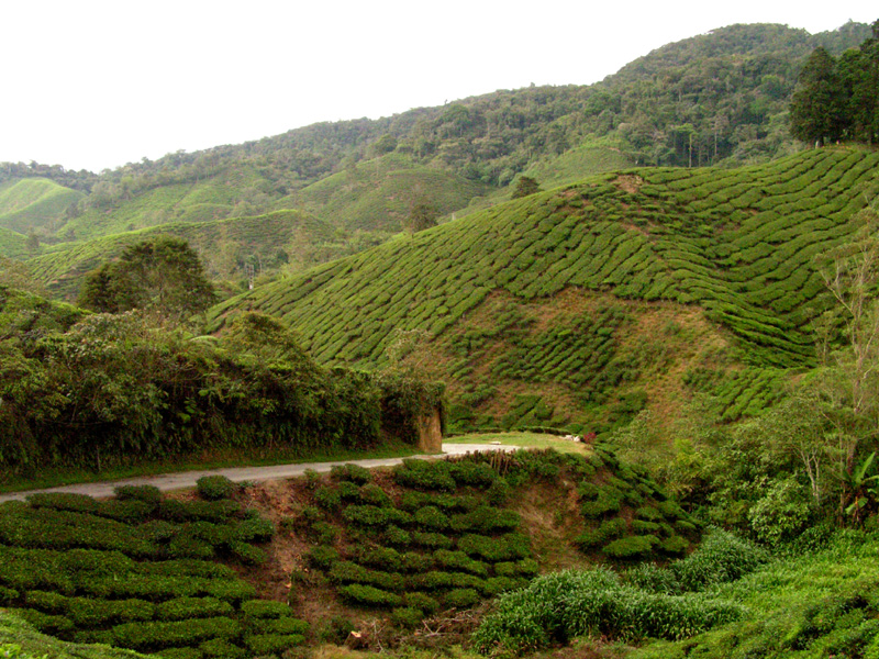 Malaysia - tea plantations in Cameron Highlands 02