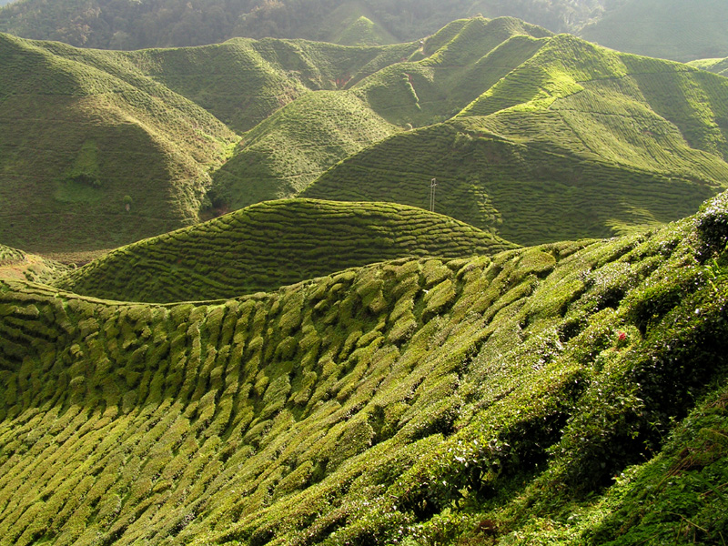 Malaysia - tea plantations in Cameron Highlands 03