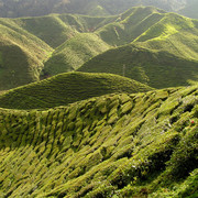 Malaysia - tea plantations in Cameron Highlands 03