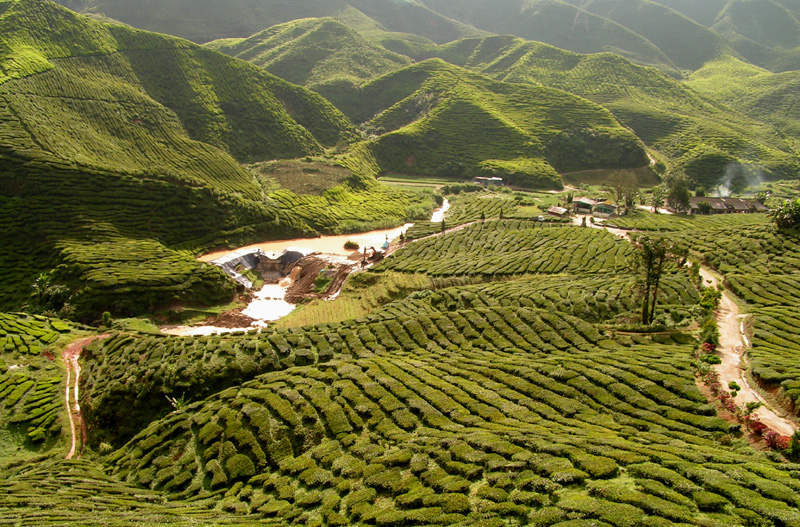 Malaysia - tea plantations in Cameron Highlands 04