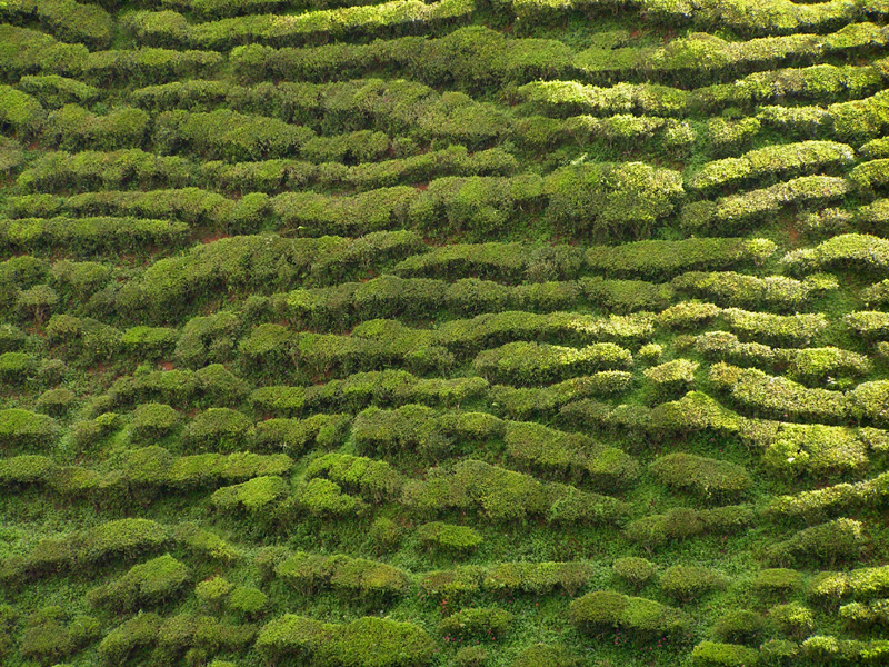 Malaysia - tea plantations in Cameron Highlands 05