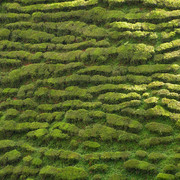 Malaysia - tea plantations in Cameron Highlands 05