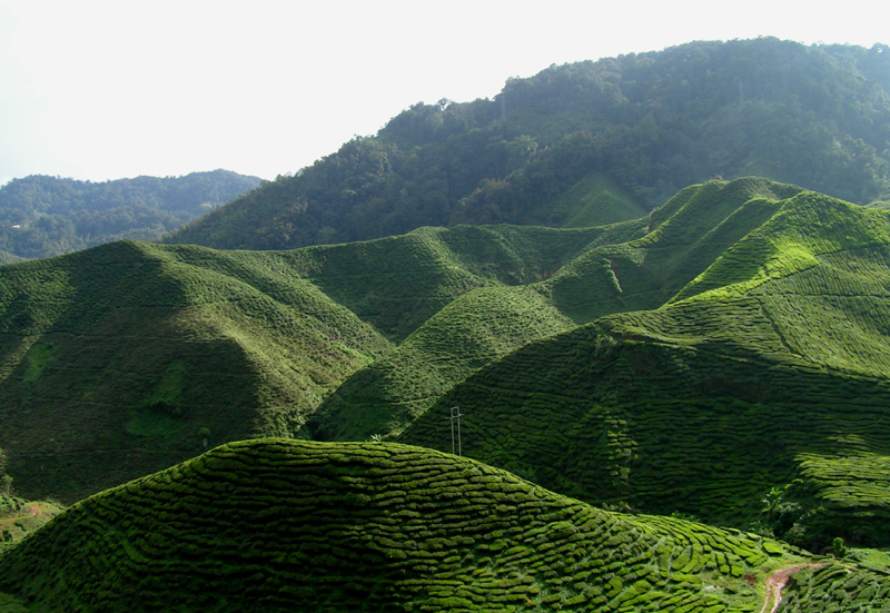 Malaysia - tea plantations in Cameron Highlands 06