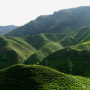 Malaysia - tea plantations in Cameron Highlands 06