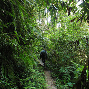 Malaysia - jungle trekking in Cameron Highlands 05