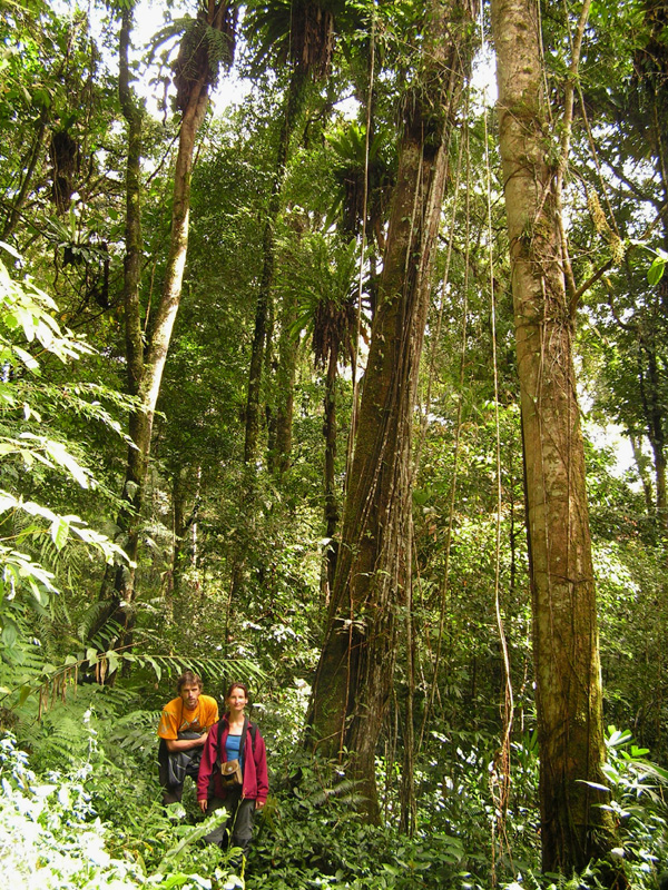 Malaysia - jungle trekking in Cameron Highlands 07