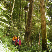 Malaysia - jungle trekking in Cameron Highlands 07
