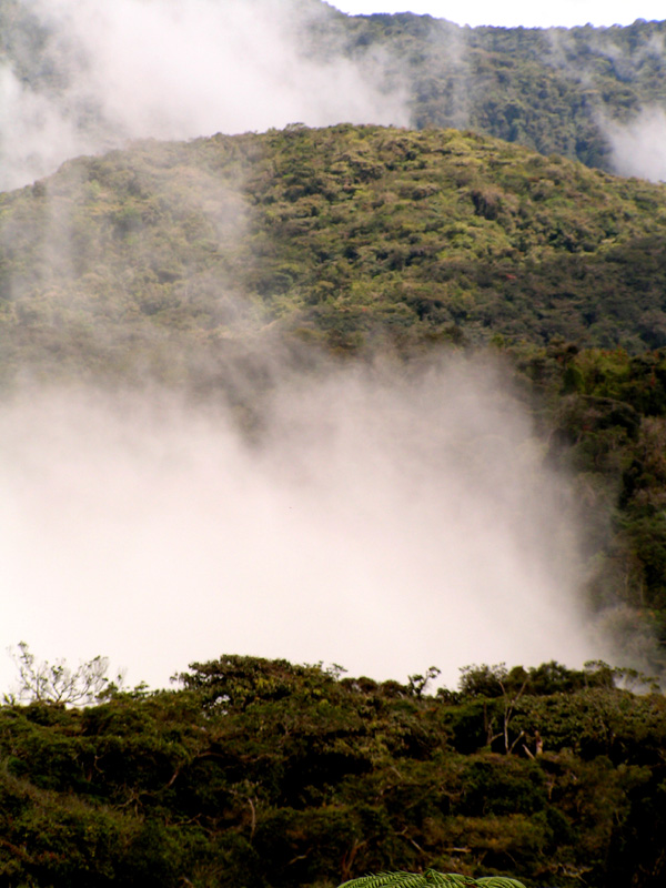 Malaysia - jungle trekking in Cameron Highlands 08