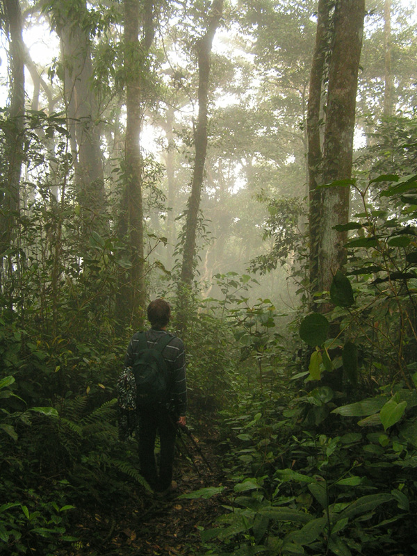 Malaysia - jungle trekking in Cameron Highlands 10