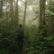 Malaysia - jungle trekking in Cameron Highlands 10