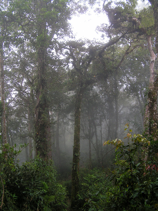 Malaysia - jungle trekking in Cameron Highlands 11