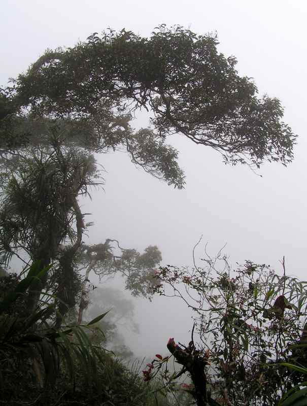 Malaysia - jungle trekking in Cameron Highlands 12