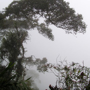 Malaysia - jungle trekking in Cameron Highlands 12