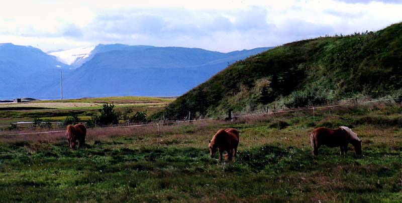 Icelandic horses 01