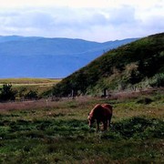 Icelandic horses 01