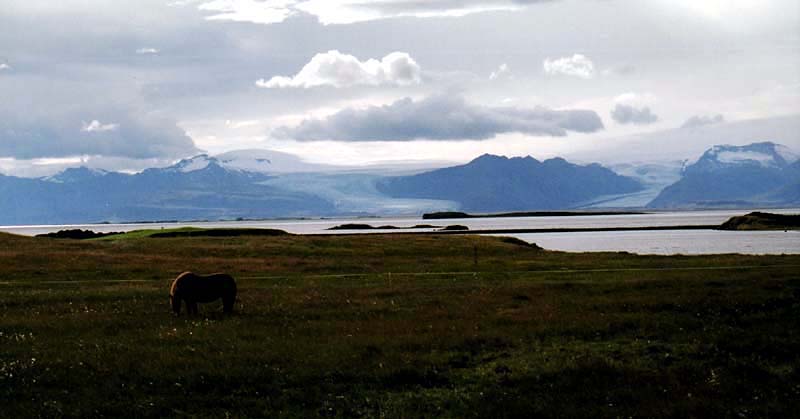 Icelandic horses 02