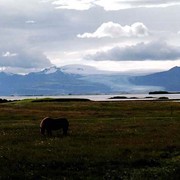 Icelandic horses 02