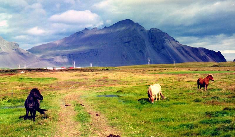 Icelandic horses 03