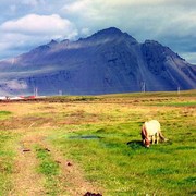Icelandic horses 03