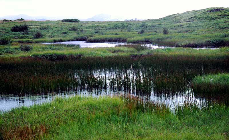 Pingvellir national park 01