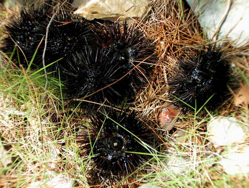 Croatia - sea hedgehogs